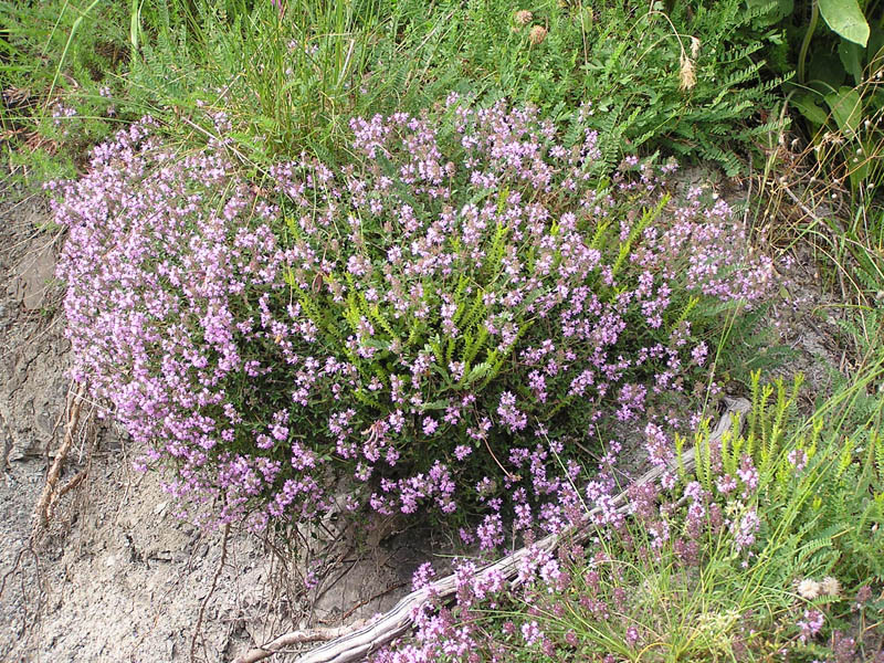 Polygala da determinare